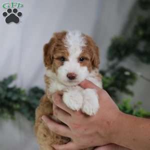 Dash, Mini Bernedoodle Puppy